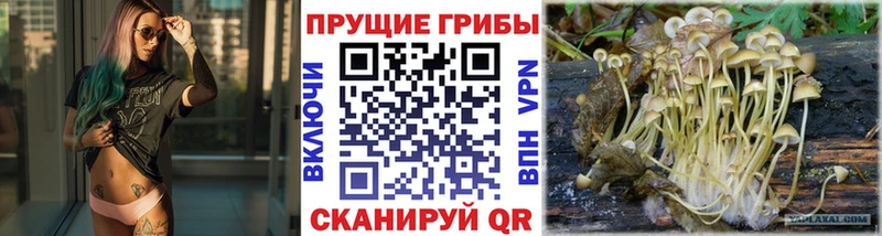 Купить  Светлогорск  Галлюциногенные грибы Magic Shrooms 